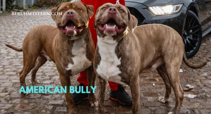 American Bully