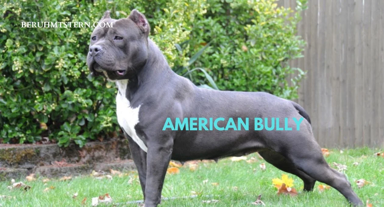 American Bully